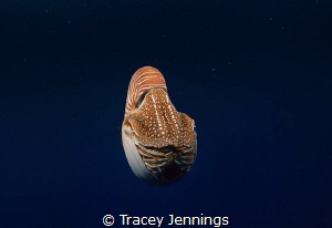 Sometimes underwater is like being in an alien world. Par... by Tracey Jennings 